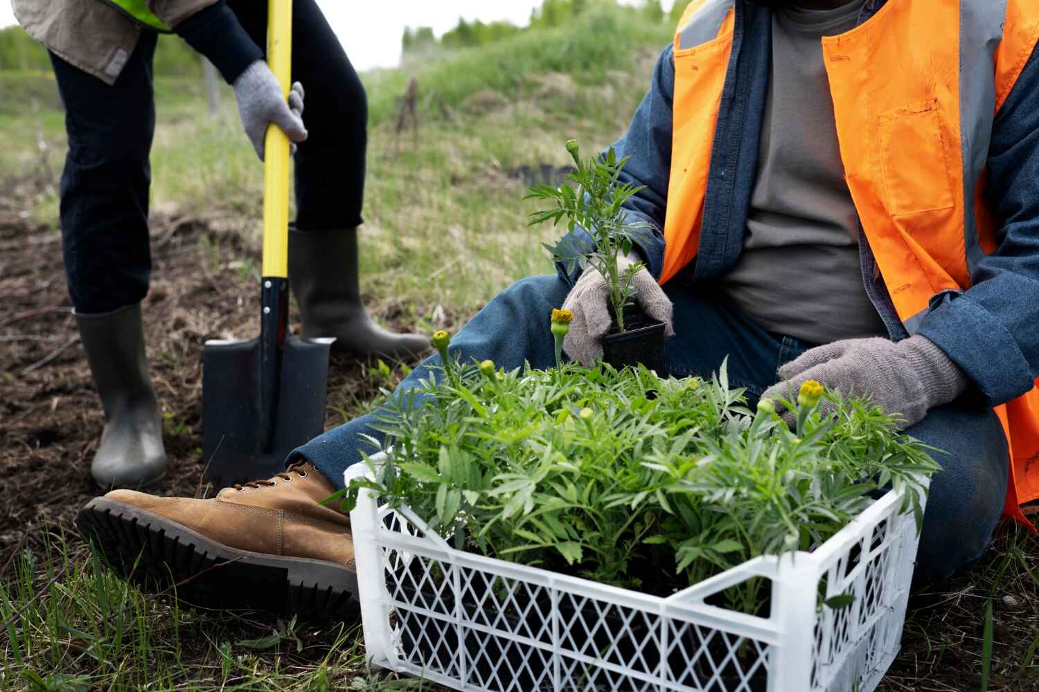 The Steps Involved in Our Tree Care Process in Pleasant Grove, UT